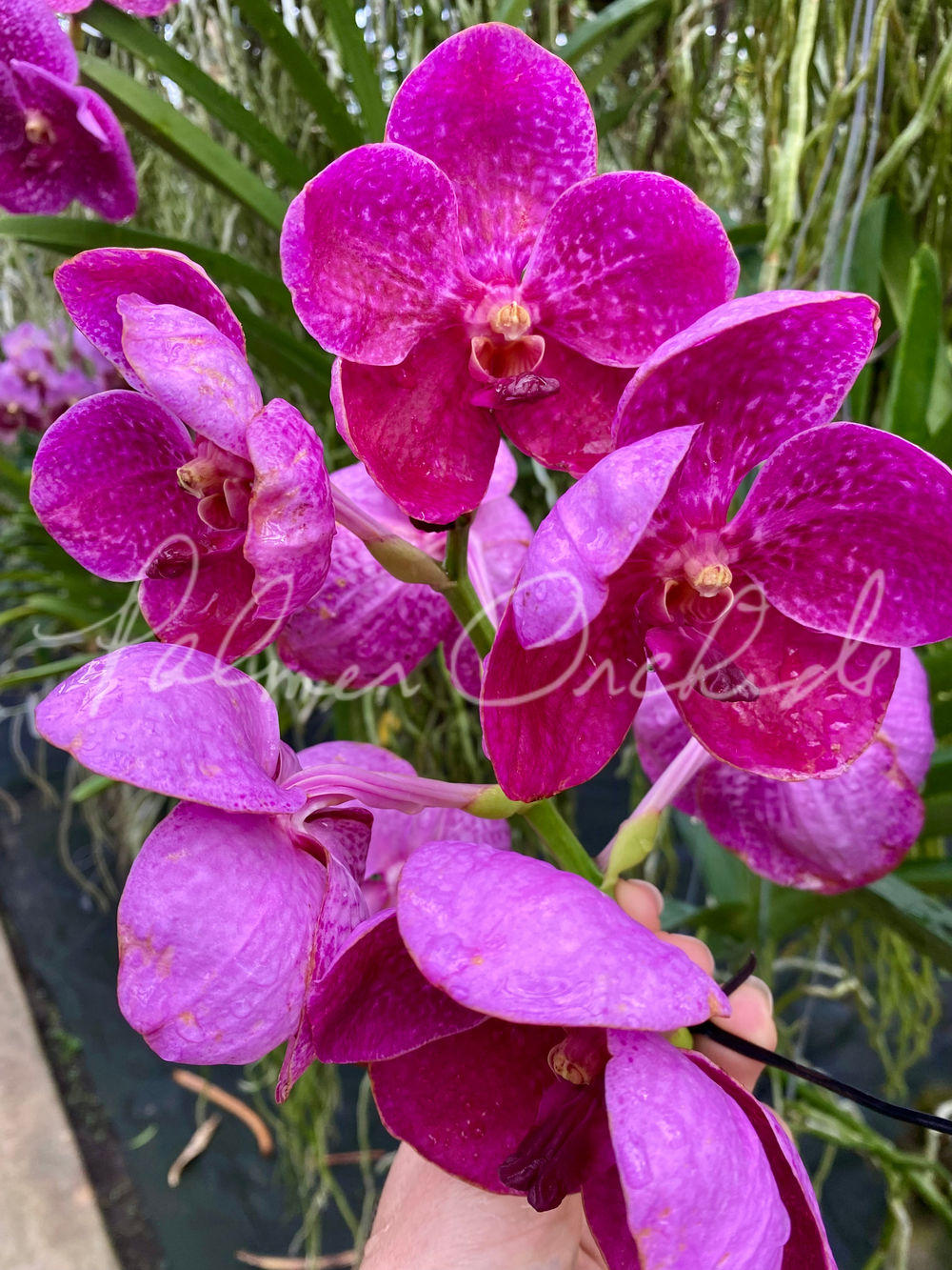 Vanda Pure's Wax No. 74 — Palmer Orchids
